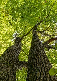 Titelfoto Alltagsexerzitien mit Bäumen